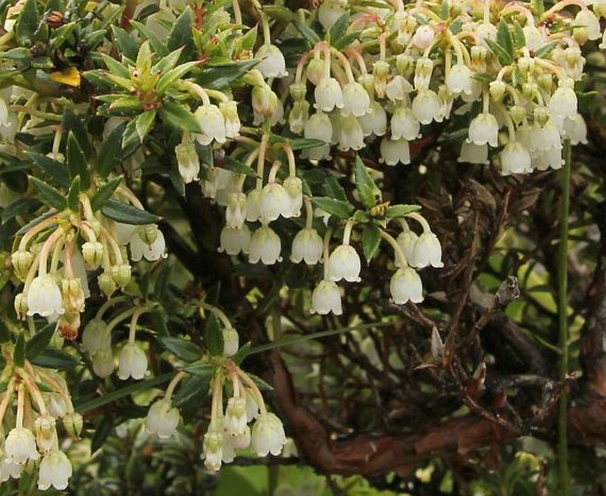 Gaultheria mucronata