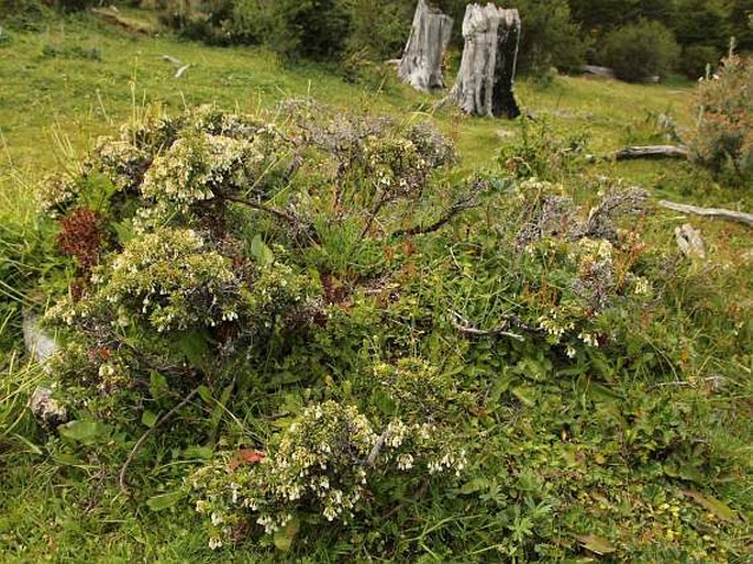 Gaultheria mucronata