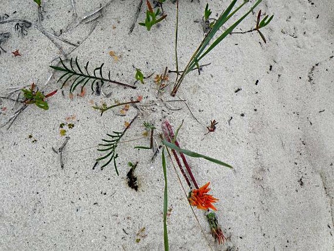 Gazania pectinata