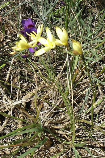 Geissorhiza imbricata