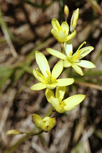 Geissorhiza imbricata