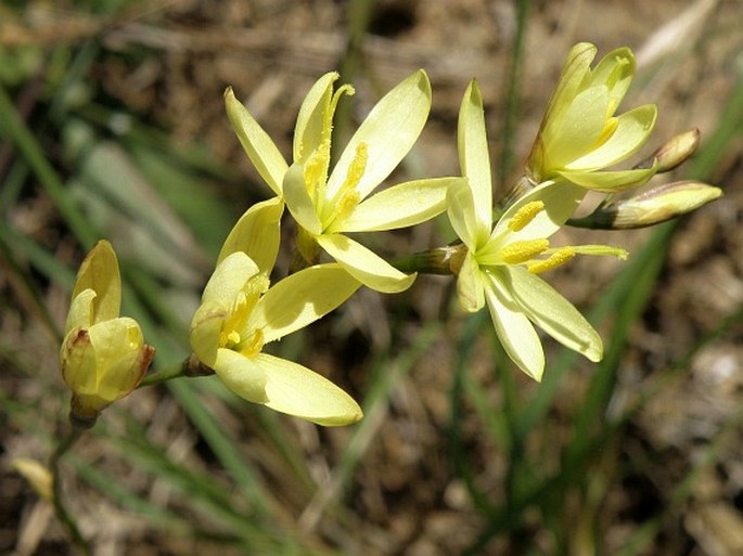 Geissorhiza imbricata