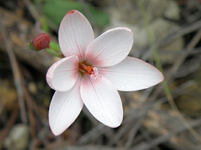 Geissorhiza ovata