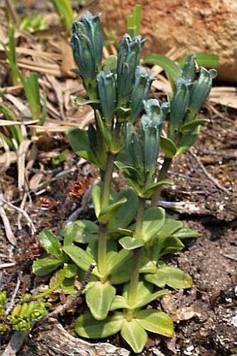 Gentiana glauca