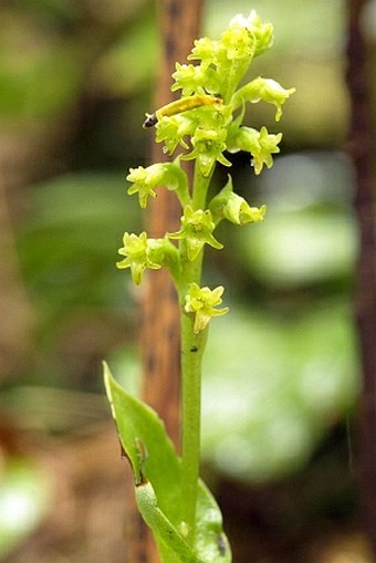 Gennaria diphylla