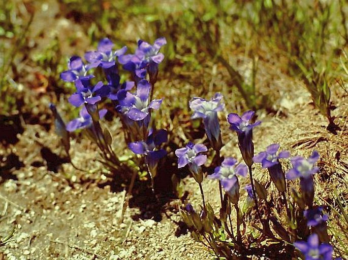 Gentianopsis thermalis