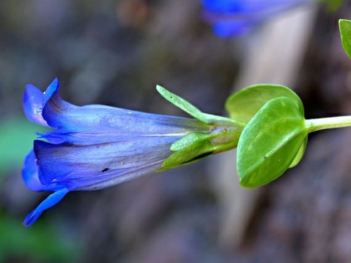 Gentiana calycosa