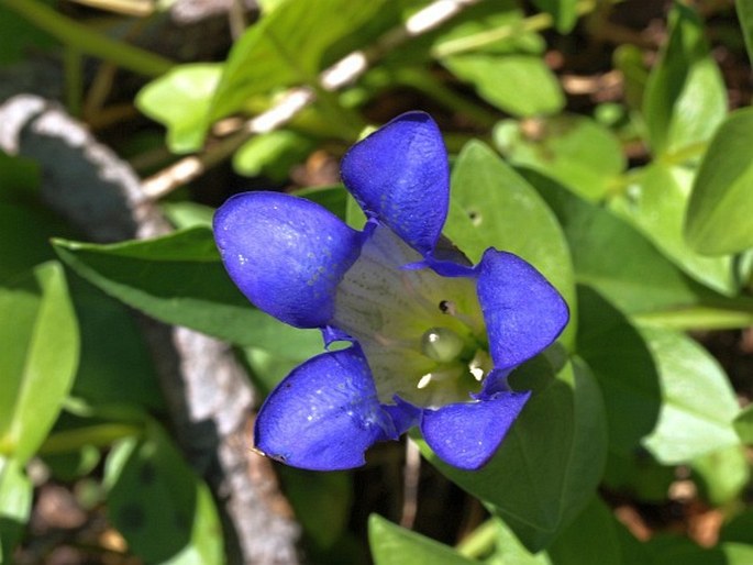 Gentiana calycosa