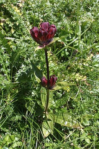 Gentiana purpurea