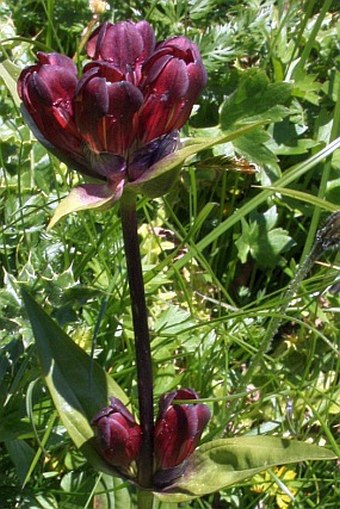 Gentiana purpurea