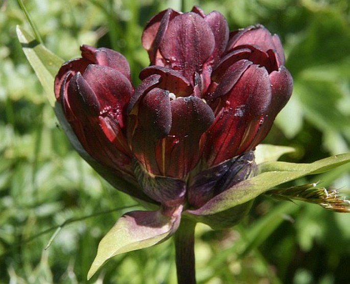 GENTIANA PURPUREA L. - hořec nachový / horec purpurový