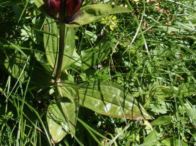 Gentiana purpurea