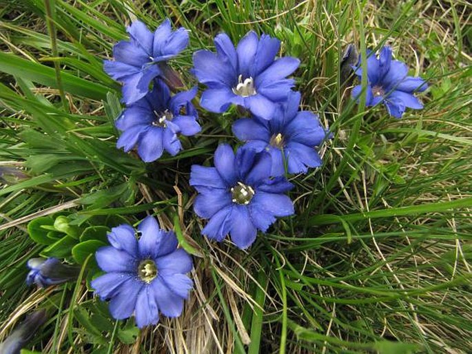 GENTIANA PYRENAICA L. - hořec pyrenejský / horec