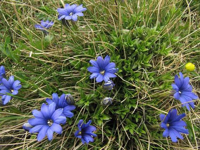 Gentiana pyrenaica