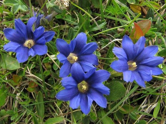 Gentiana pyrenaica