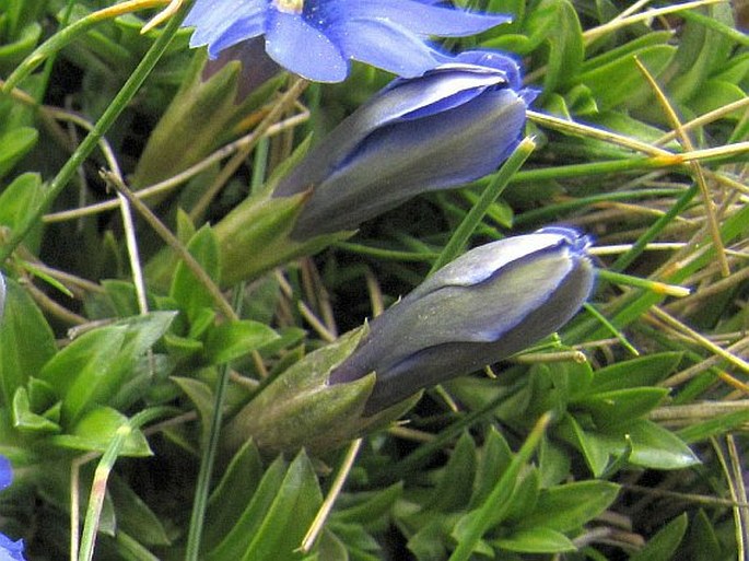 Gentiana pyrenaica