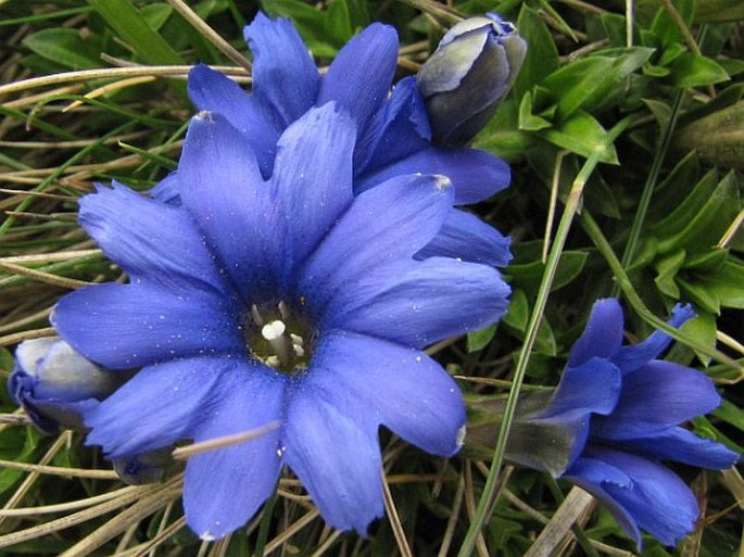 Gentiana pyrenaica