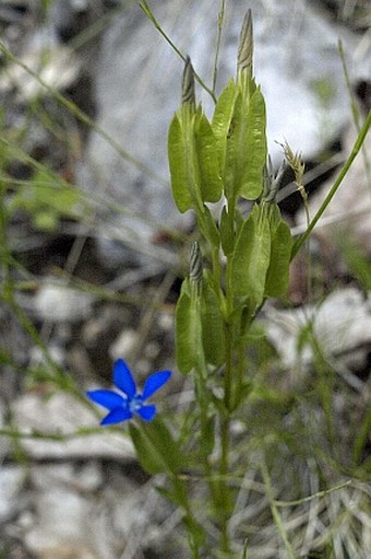 Gentiana utriculosa