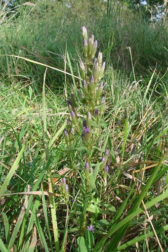 Gentianella amarella