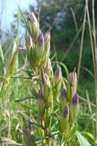 Gentianella amarella