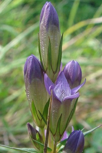 Gentianella amarella