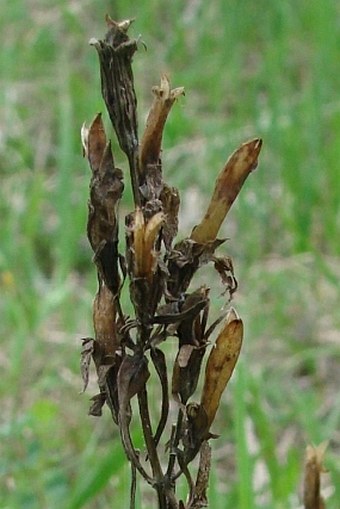 Gentianella amarella