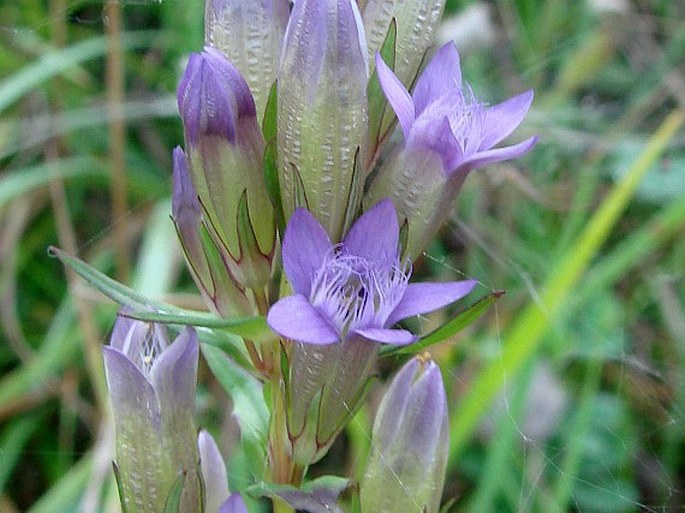 GENTIANELLA AMARELLA (L.) Börner subsp. AMARELLA – hořeček nahořklý pravý / horček horký pravý