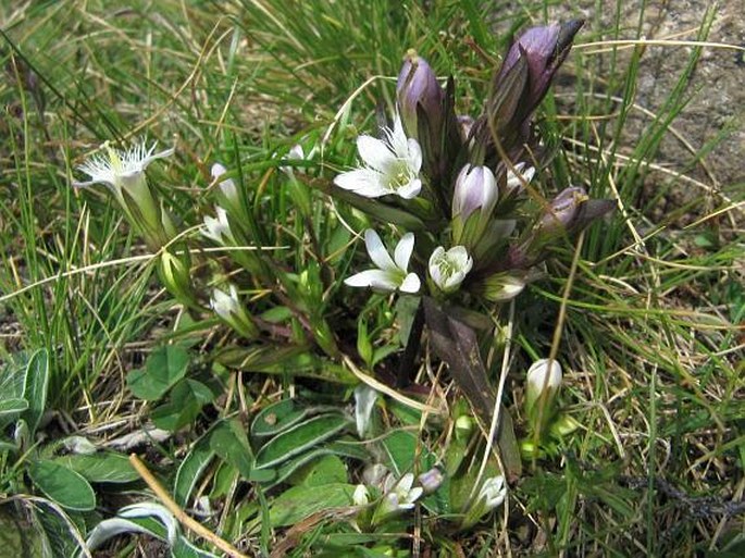 Gentianella bulgarica