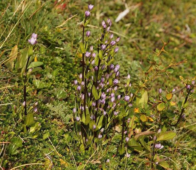 Gentianella magellanica