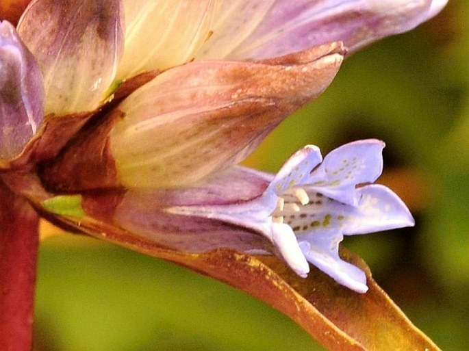 Gentiana macrophylla subsp. fetisowii