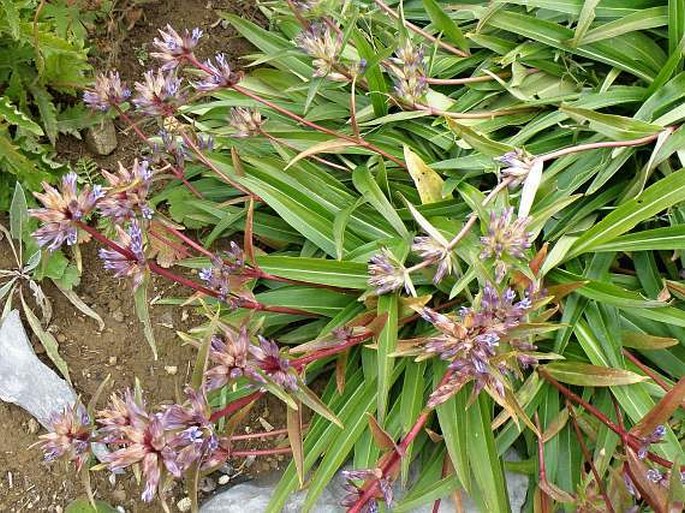 Gentiana macrophylla subsp. fetisowii