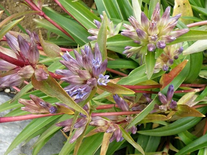 Gentiana macrophylla subsp. fetisowii