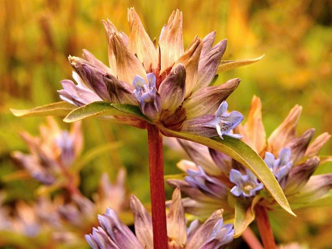 GENTIANA MACROPHYLLA subsp. FETISOWII (Regel et C. Winkl.) Halda - hořec / horec