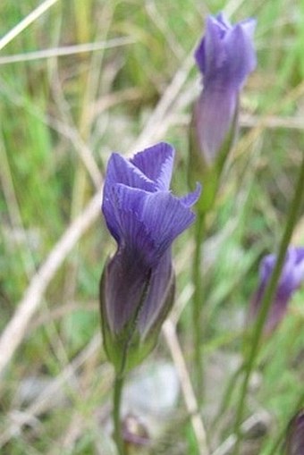 Gentianopsis macounii