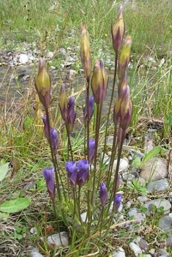 Gentianopsis macounii