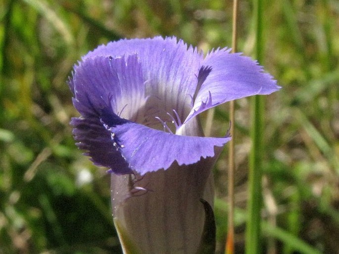 Gentianopsis macounii