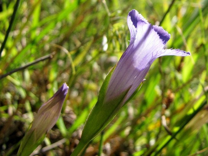 Gentianopsis macounii