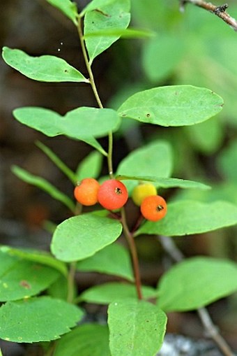 Geocaulon lividum