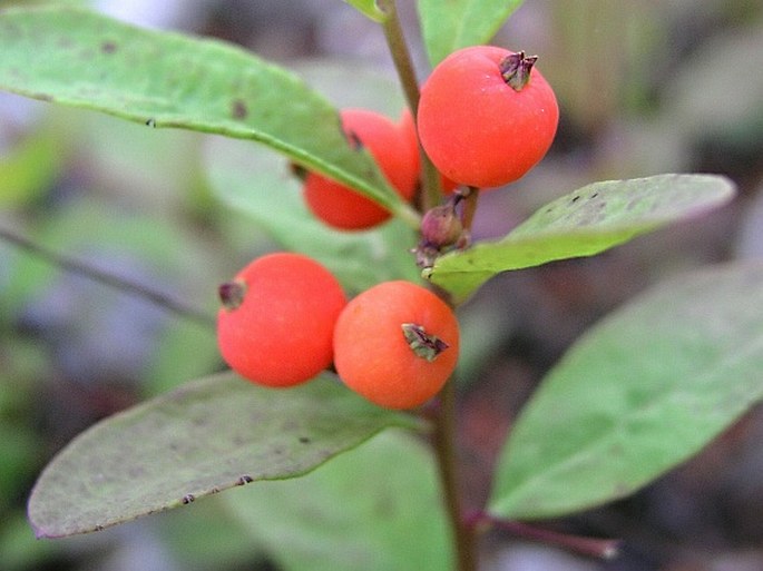 Geocaulon lividum