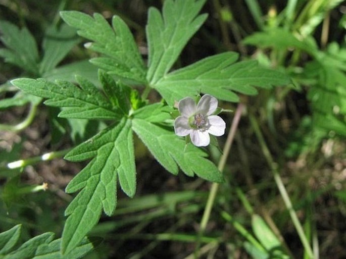 Geranium bicknellii