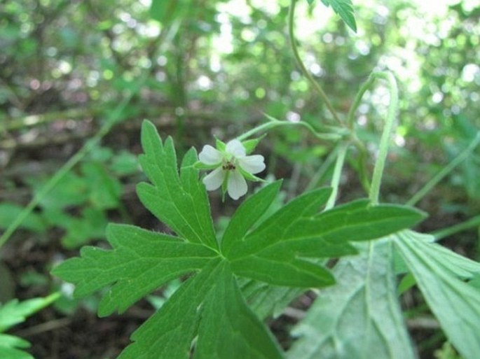 Geranium bicknellii