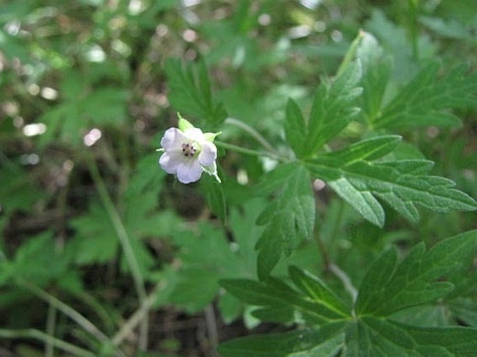 Geranium bicknellii