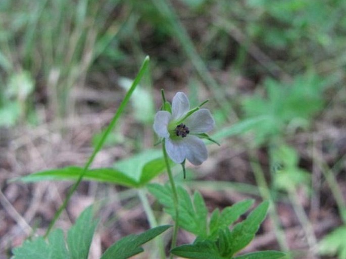 Geranium bicknellii