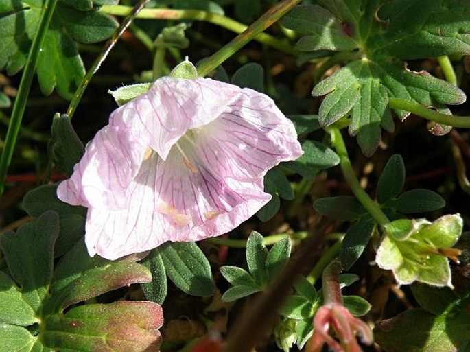 Geranium cinereum