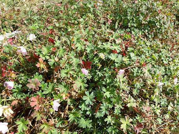 Geranium cinereum