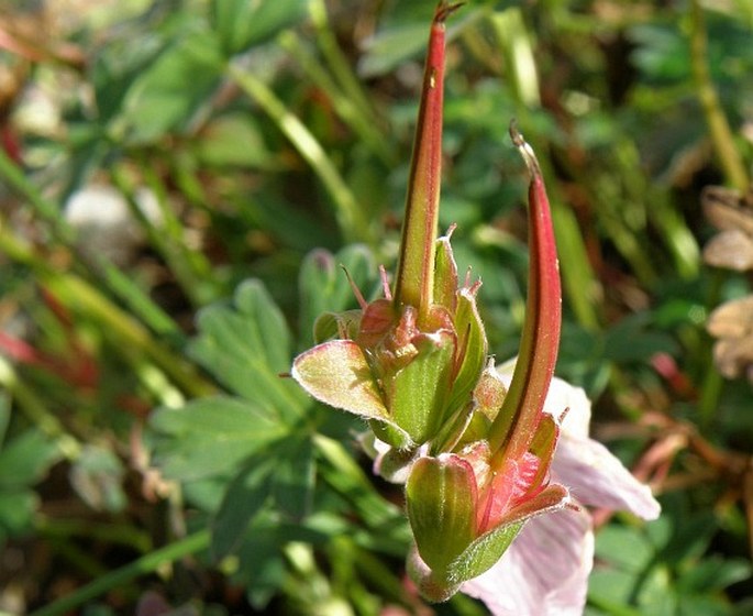 Geranium cinereum