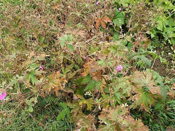 Geranium endressii