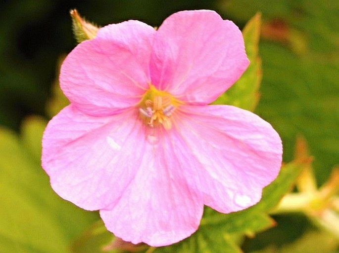 Geranium endressii