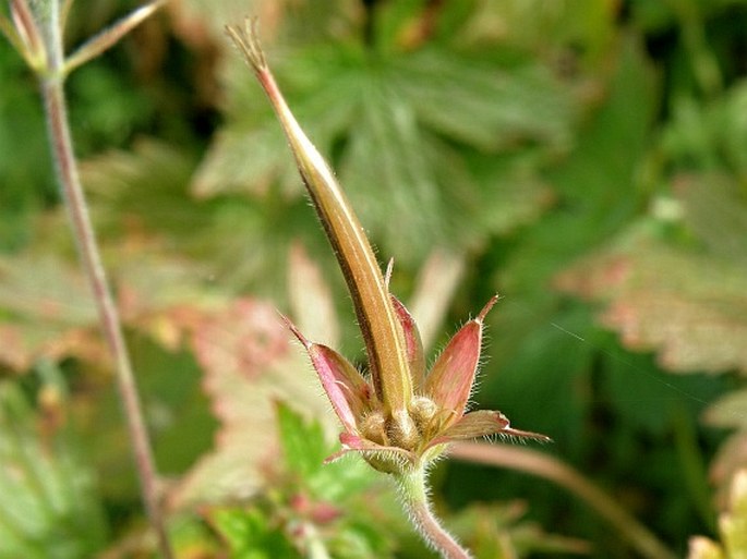 Geranium endressii