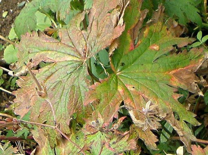 Geranium endressii